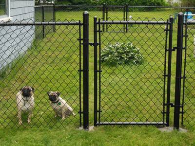 Chain link fence for dog containment and pet safety in Austin backyard