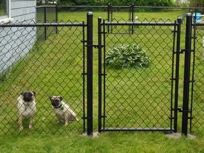 Chain link fence for dogs
