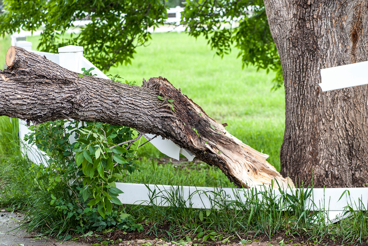 Small tree branch fallen on fence causing damage in Central Texas
